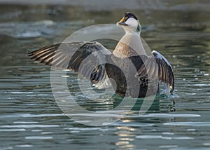 Common eider duck Somateria mollisima