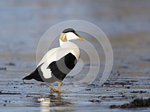 Common Eider duck, Somateria mollissima