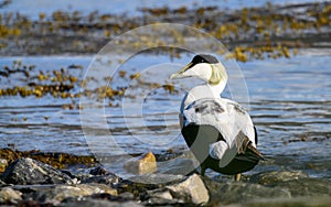 Common eider duck - Somateria mollissima