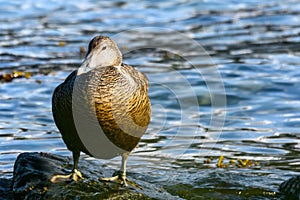 Common eider duck - Somateria mollissima