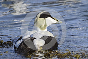 Common eider duck - Somateria mollissima