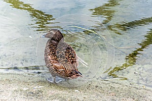 Common eider duck Somateria mollissima