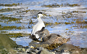 Common eider duck  - St. Cuthbert`s duck. Edredon photo