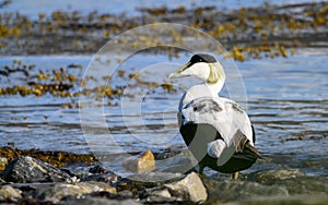 Common eider duck - Somateria mollissima photo