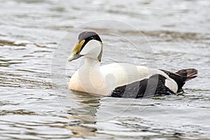 Common Eider Duck - Somateria mollissima Male,Scotland