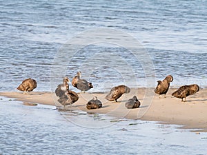 Common eider ducks, Somateria mollissima, in eclipse plumage res