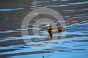Common eider, Faskrudsfjordur, Iceland