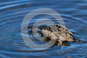 Common eider, Faskrudsfjordur, Iceland