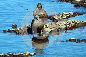 Common eider, Faskrudsfjordur, Iceland