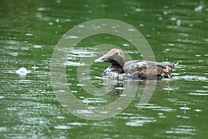 Common eider female