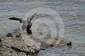 The common eider - female with chicks