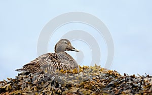 Common eider female lying in seaweeds