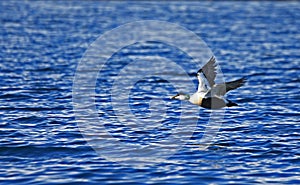 Common Eider in flight