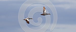 Common Eider flying