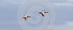 Common Eider flying