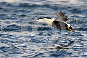 Common Eider flying
