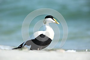 Common Eider