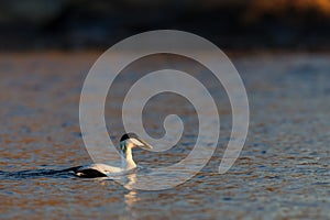 Common Eider male swimming in blue ocean in winter