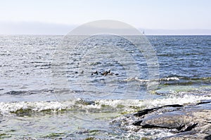 Common eider`s flock with babies and view of Gulf of Finland and rocky shore, Suvisaaristo area