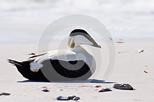 Common Eider (Somateria mollissima) photo