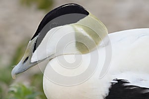 Common eider  somateria mollissima