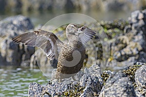 Common Eider - Somateria mollissima