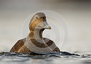 Common Eider (Somateria mollissima)