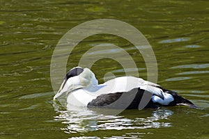 Common Eider - Somateria mollissima