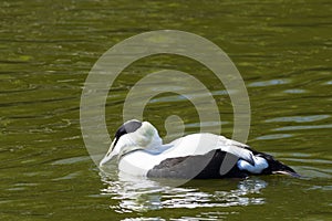 Common Eider - Somateria mollissima