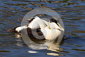 Common Eider - Somateria mollissima