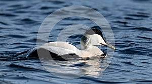 The common eider Somateria mollissima, also called St. Cuthbert`s duck or Cuddy`s duck