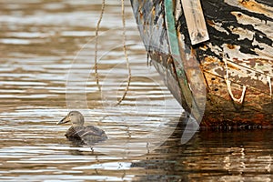 Common Eider - somateria mollissima - female swimming in sea water