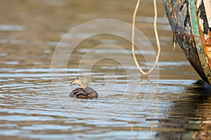 Common Eider - somateria mollissima - female swimming in sea water