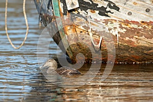 Common Eider - somateria mollissima - female swimming in sea water in front of old abandoned fishing boat