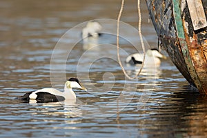 Common Eider - somateria mollissima - male bird swimming in sea water, two birds out of focus in the background