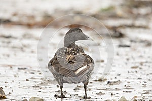 common eider somateria mollissima showing back view