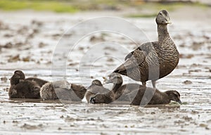 common eider somateria mollissima with six ducklings