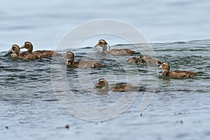 Common Eider Somateria mollissima  swimming