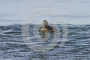 Common Eider Somateria mollissima  swimming