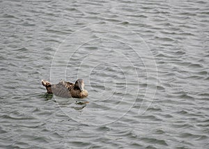 Common Eider Somateria mollissima in water in north Iceland