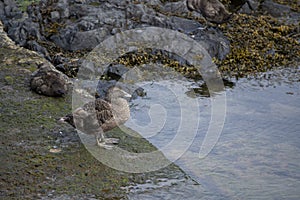 Common Eider Somateria mollissima in water in north Iceland