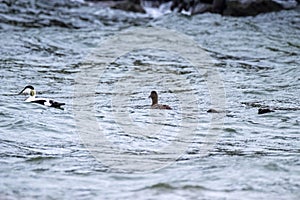 Common Eiders family training their ducklings on the Atlantic Ocean photo