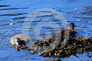 Common eiders, Faskrudsfjordur, Iceland