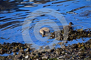 Common eiders, Faskrudsfjordur, Iceland