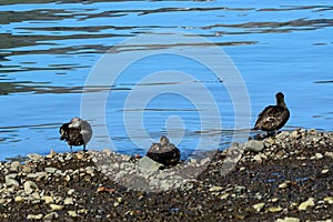 Common eiders, Faskrudsfjordur, Iceland