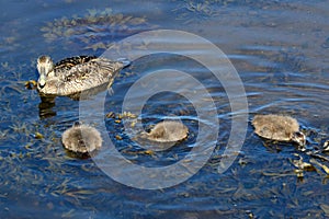 Common eiders, Faskrudsfjordur, Iceland