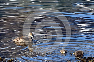 Common eiders, Faskrudsfjordur, Iceland