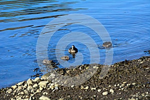 Common eiders, Faskrudsfjordur, Iceland