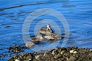 Common eiders, Faskrudsfjordur, Iceland