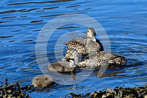 Common eiders, Faskrudsfjordur, Iceland